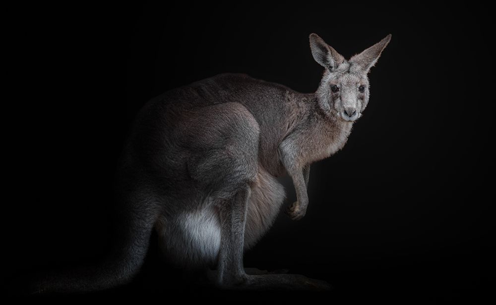 Kangaroo art print by Kamera for $57.95 CAD
