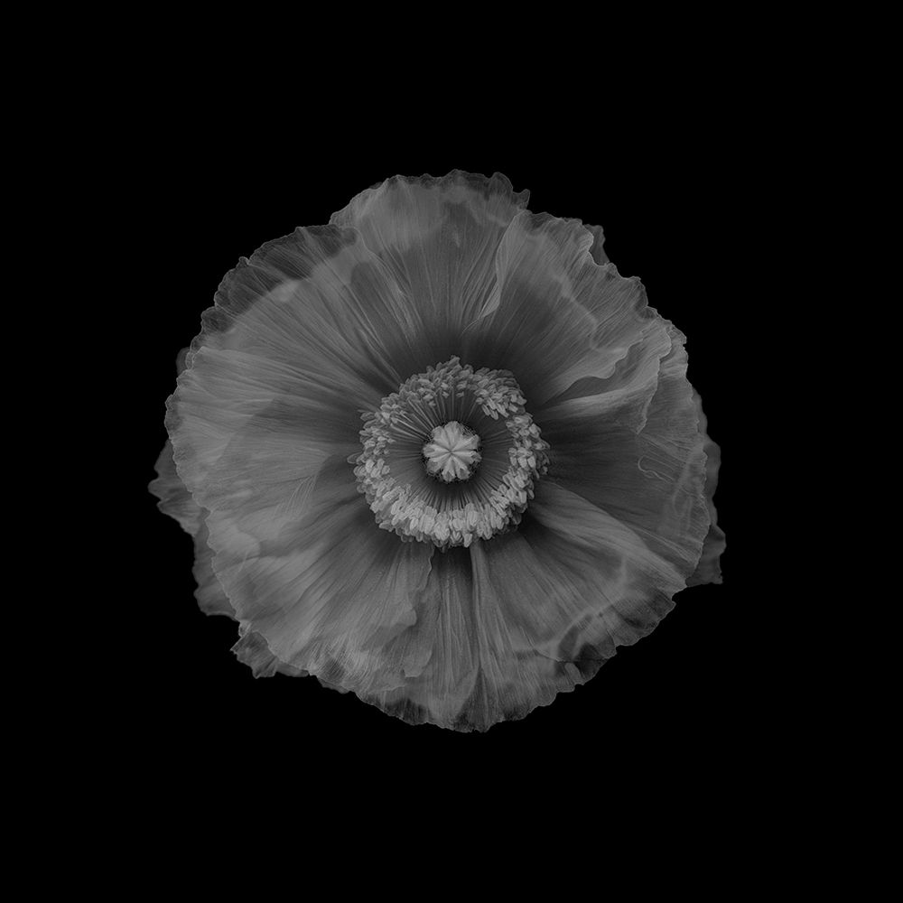 Poppy art print by Lotte Gronkjar for $57.95 CAD