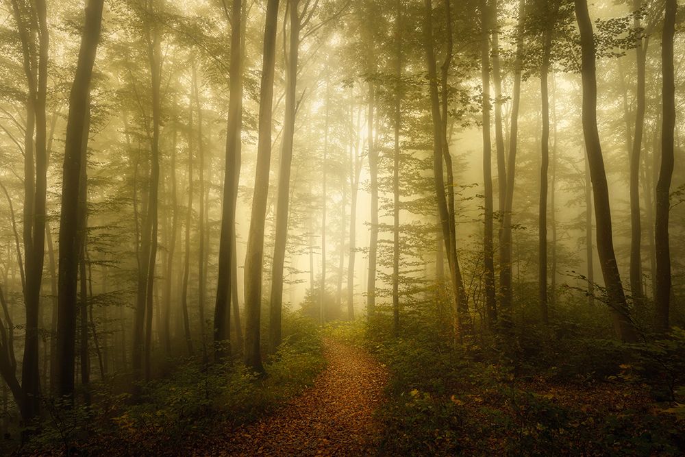 Charm Of The Ephemeral art print by Norbert Maier for $57.95 CAD