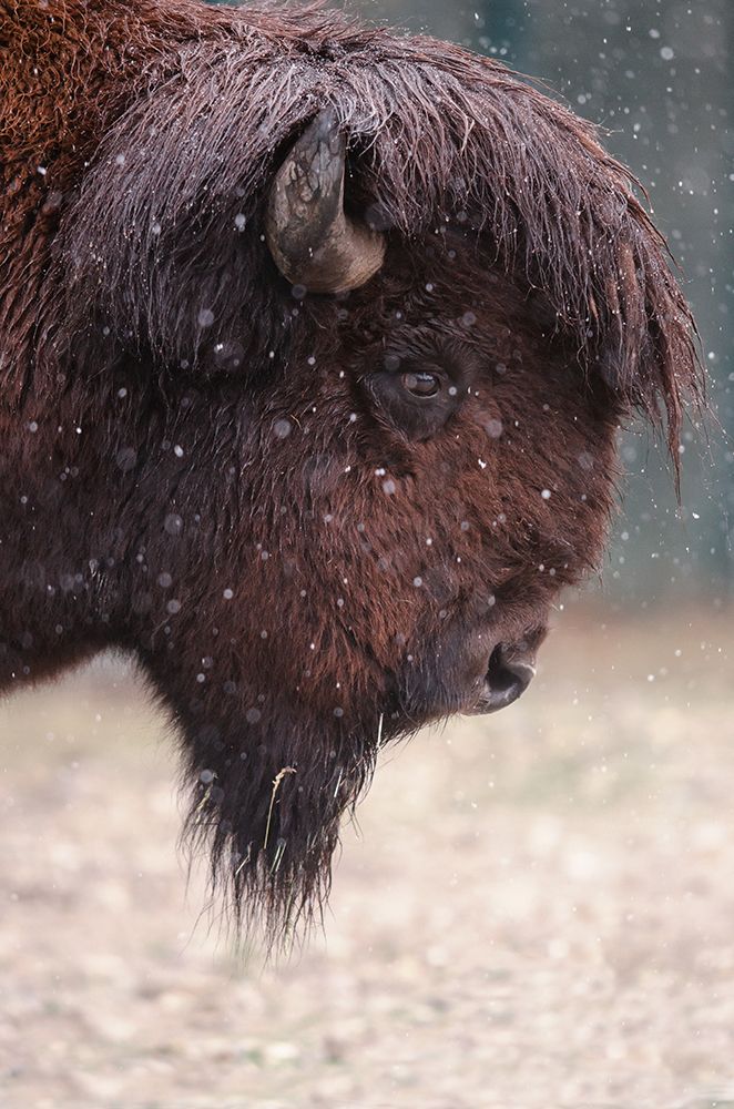 Bison In Winter art print by Ozkan Ozmen for $57.95 CAD