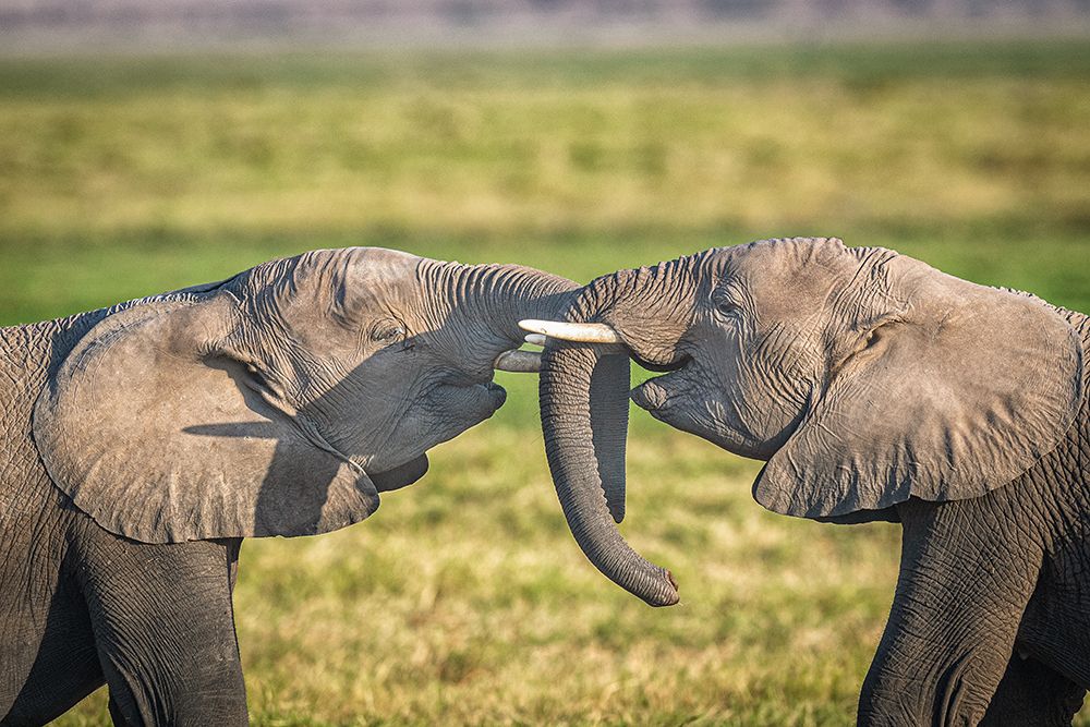 Trunk to Trunk... art print by Jeffrey C. Sink for $57.95 CAD