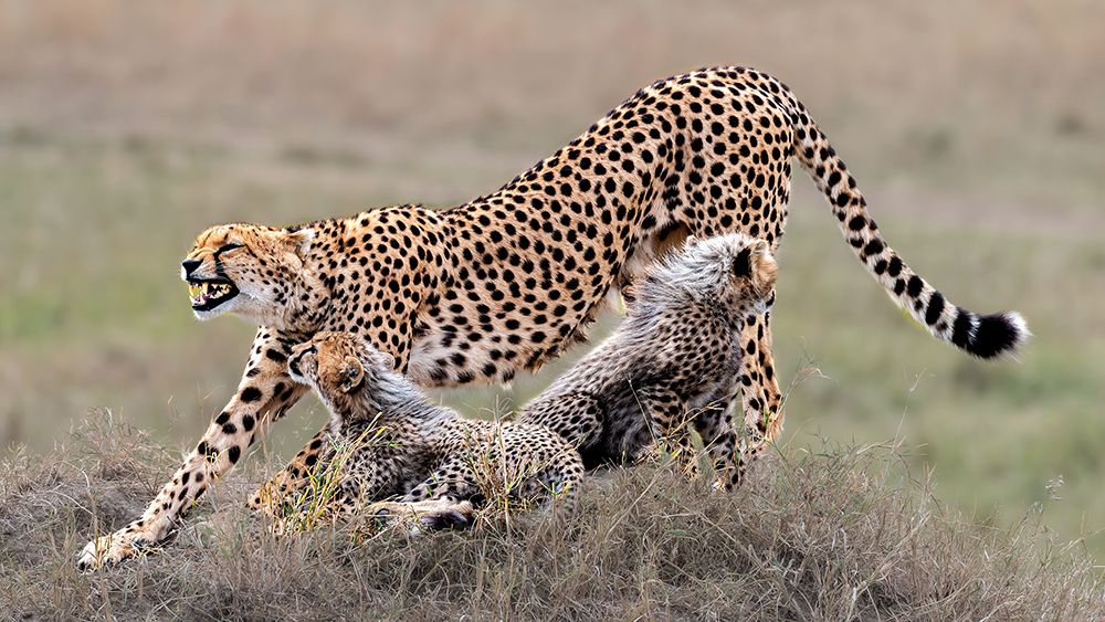 Cheetah family rest  time art print by Jie Fischer for $57.95 CAD
