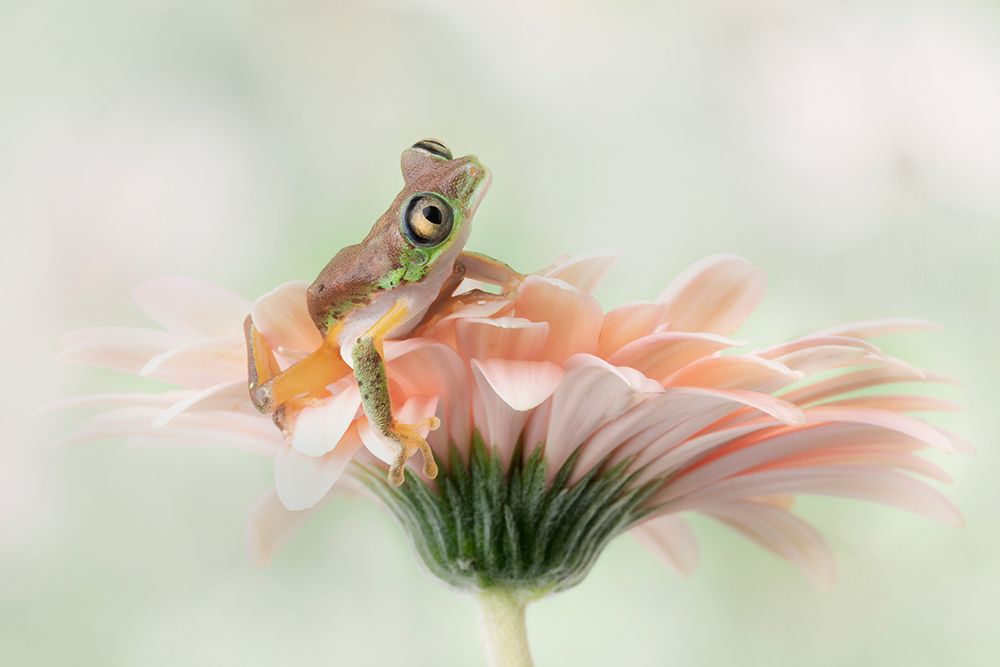 Lemur Frog on a Gerbera  Flower art print by Linda D. Lester for $57.95 CAD