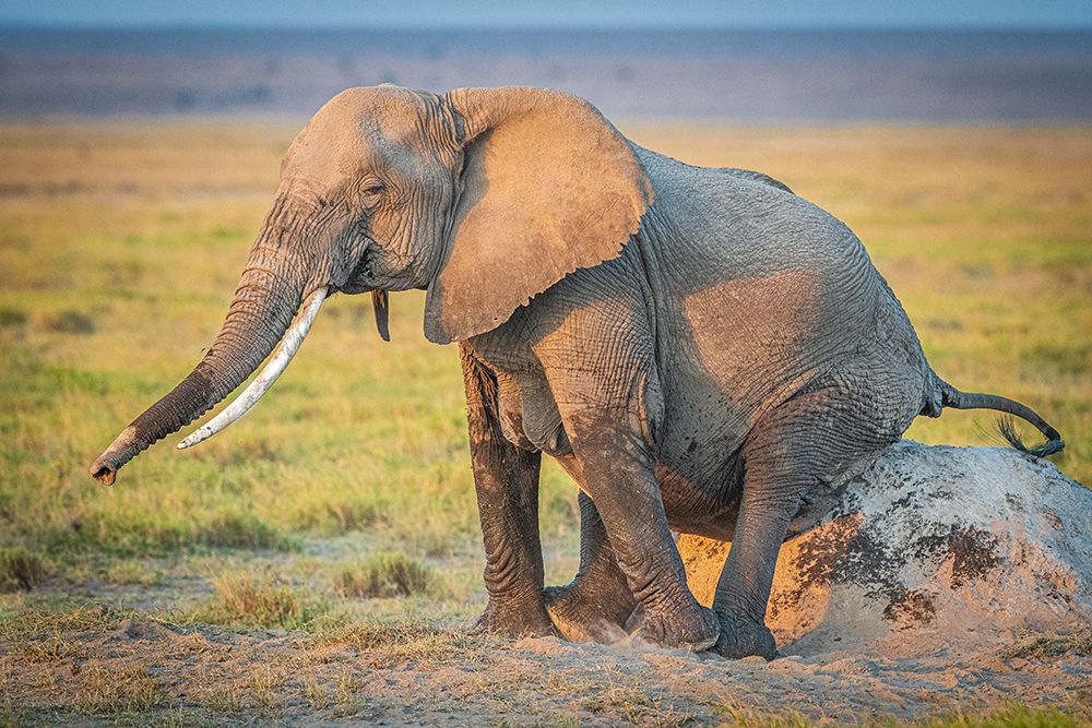 Early morning contentment art print by Jeffrey C. Sink for $57.95 CAD