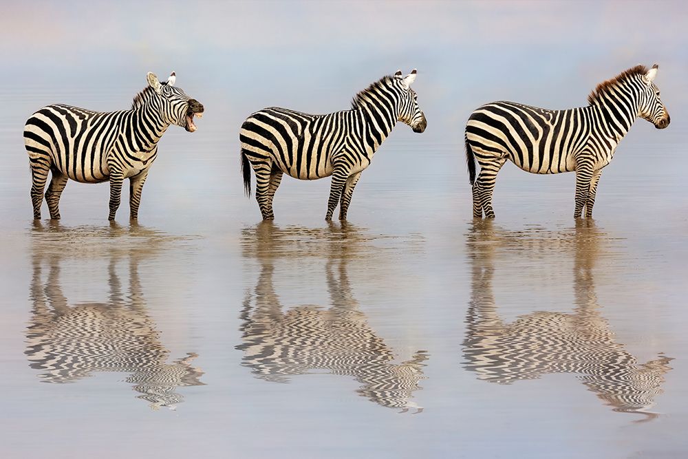 The Bossy Zebra art print by Linda D Lester for $57.95 CAD