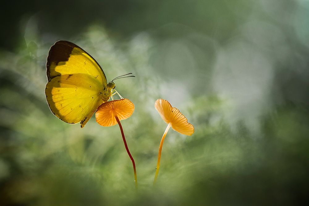 Yellow Butterfly on Mushroom art print by Abdul Gapur Dayak for $57.95 CAD