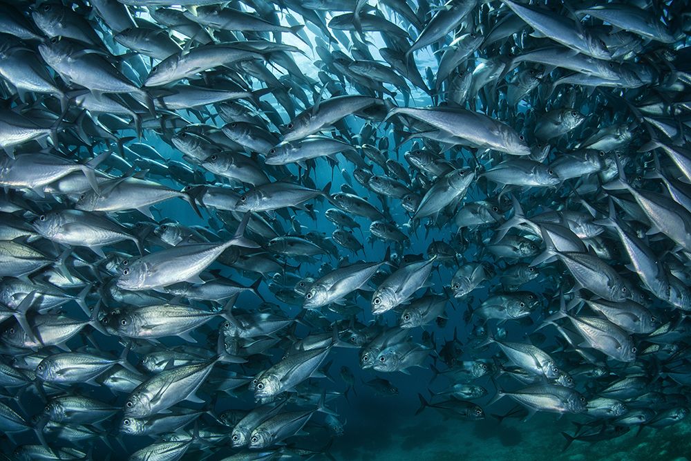 Fish-wall art print by Andrey Narchuk for $57.95 CAD
