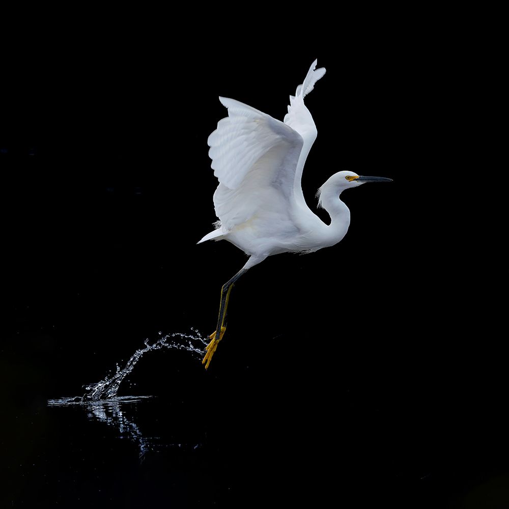 Fly art print by Tracy for $57.95 CAD