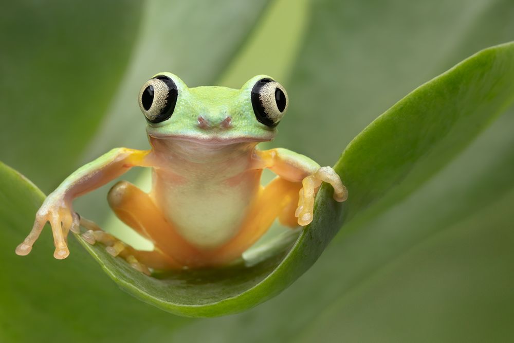 Lemur Tree Frog on a Leaf by Linda D. Lester