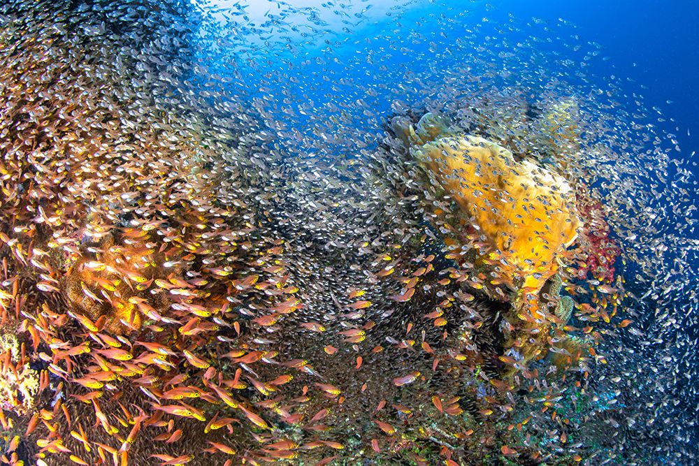 Underwater Life art print by Barathieu Gabriel for $57.95 CAD