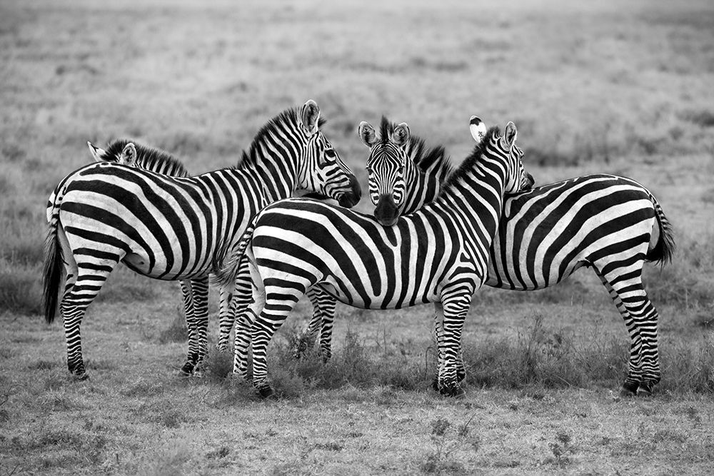 Stripes art print by Alessandro Catta for $57.95 CAD