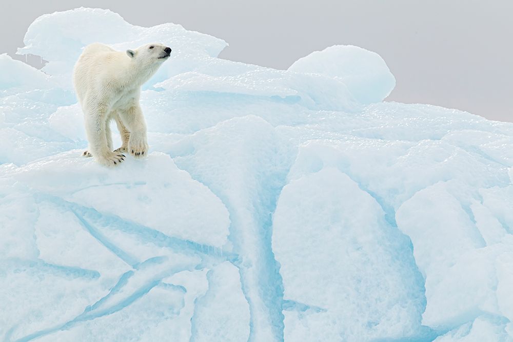 Polar Bear On Iceberg art print by Joan Gil Raga for $57.95 CAD
