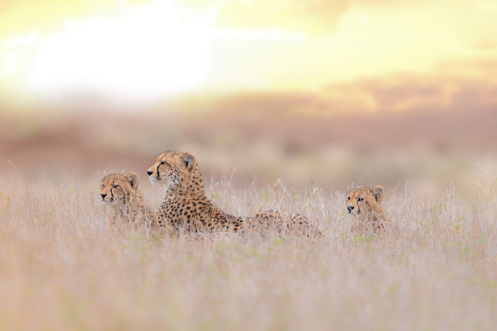 Cheetah Family art print by Ozkan Ozmen for $57.95 CAD