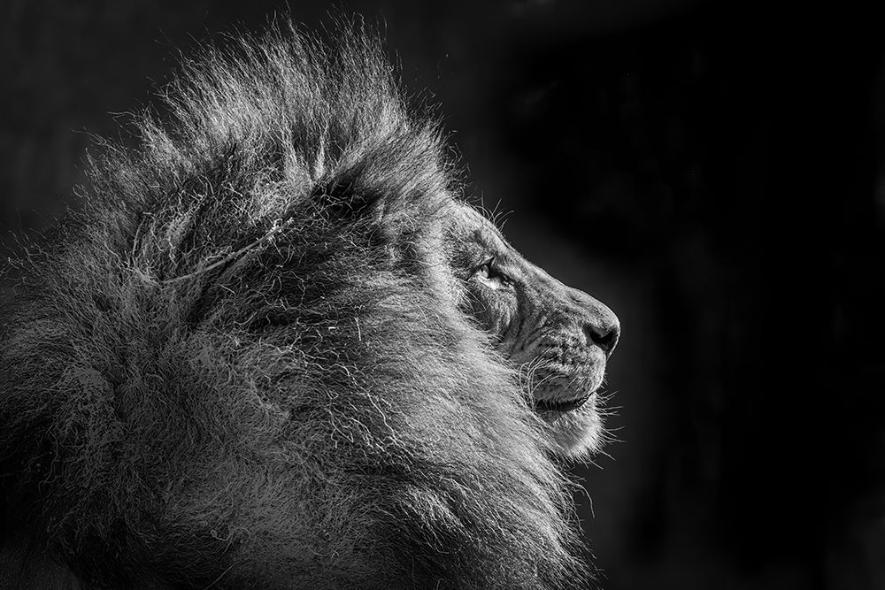 Simba In Monochrome art print by Jeffrey C. Sink for $57.95 CAD