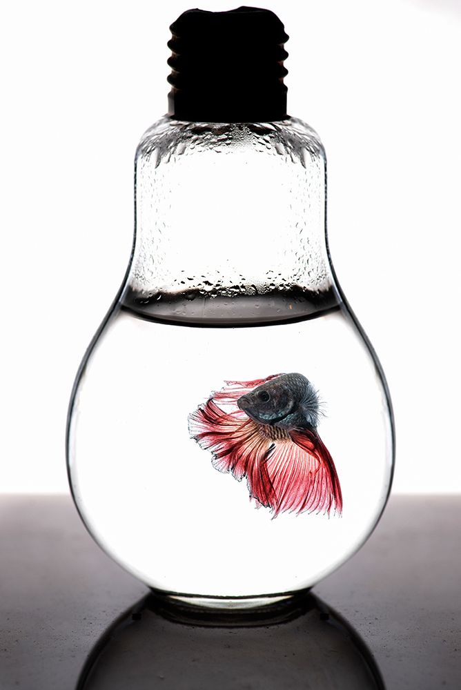 Betta Fish Red art print by Girdan Nasution for $57.95 CAD