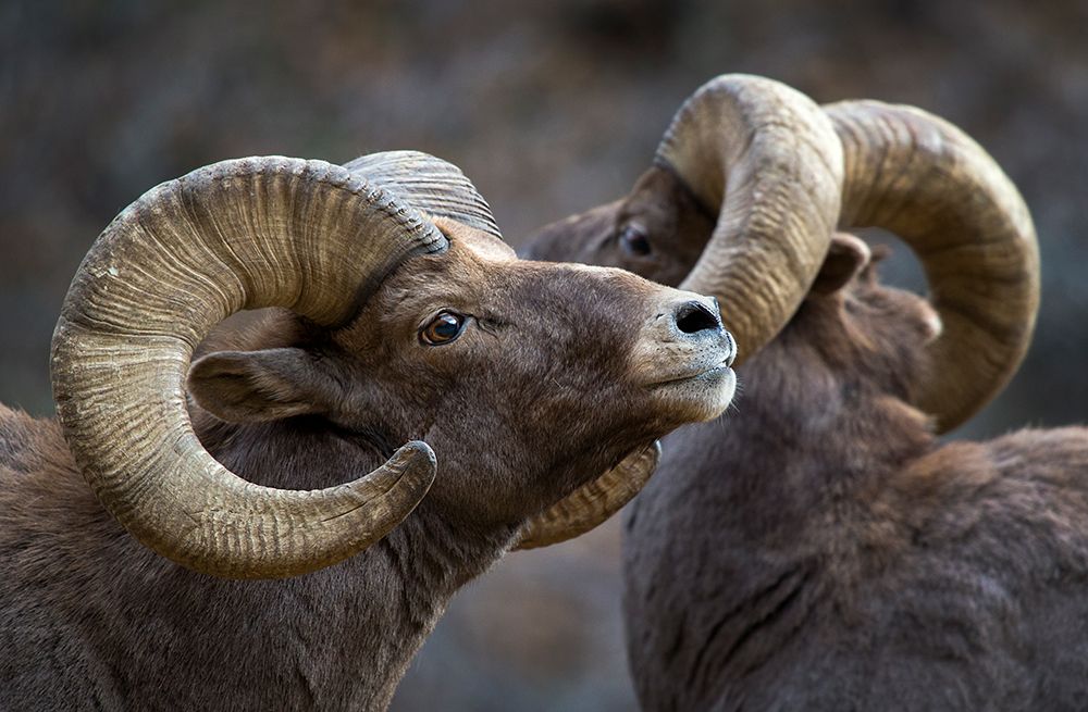 Bighorn Sheep-Ovis Canadensis art print by Verdon for $57.95 CAD