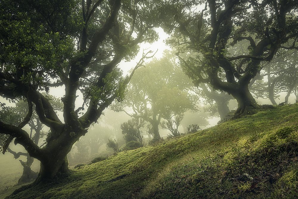 Enchanted Forest art print by Frans Van Der for $57.95 CAD