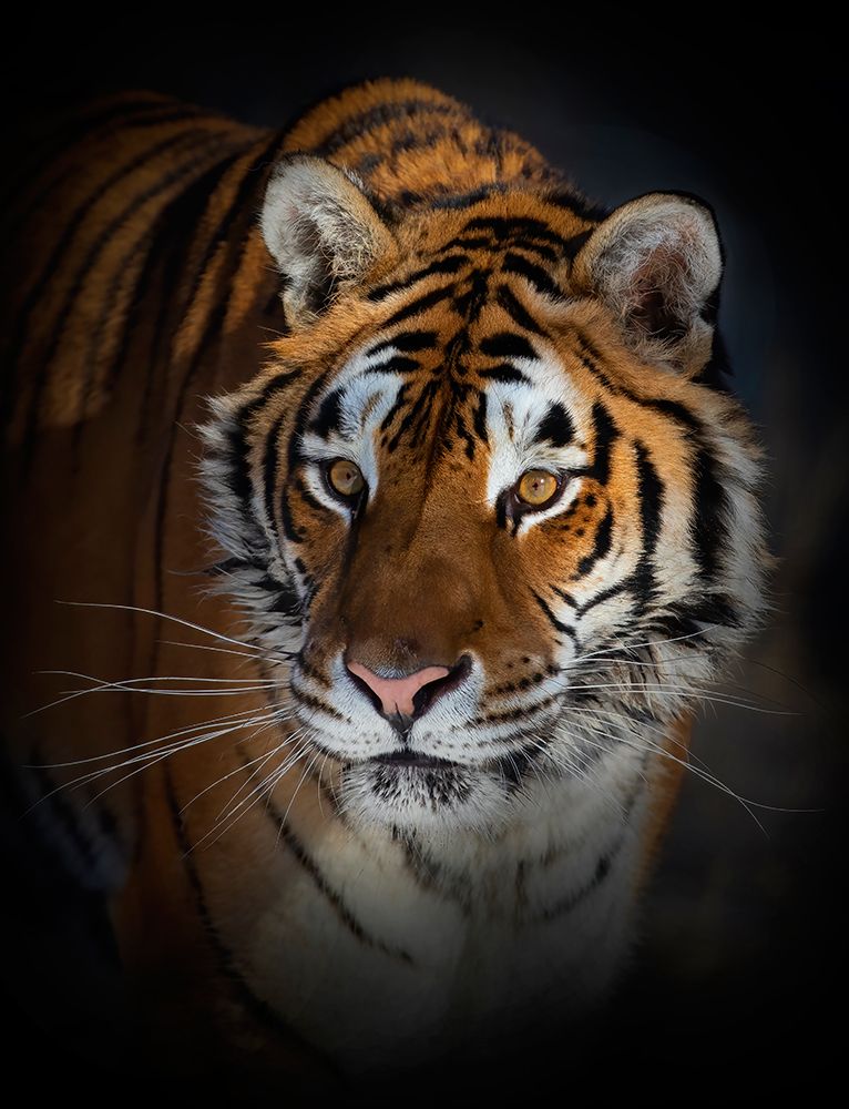 Portrait Of A Siberian Tiger art print by Jim Cumming for $57.95 CAD