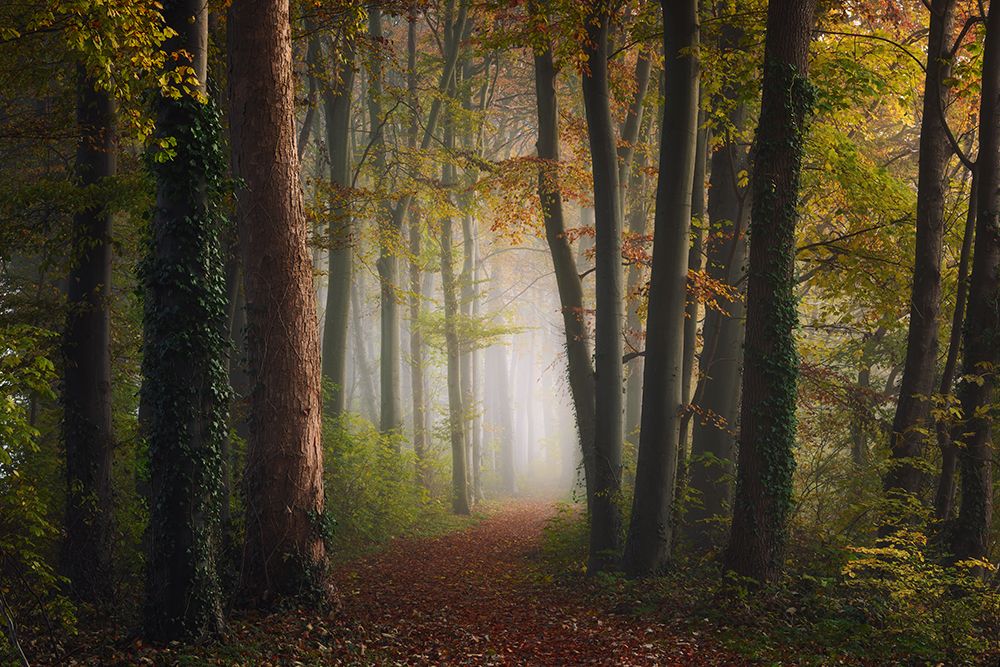 Autumn Colorful Forest art print by Ye for $57.95 CAD