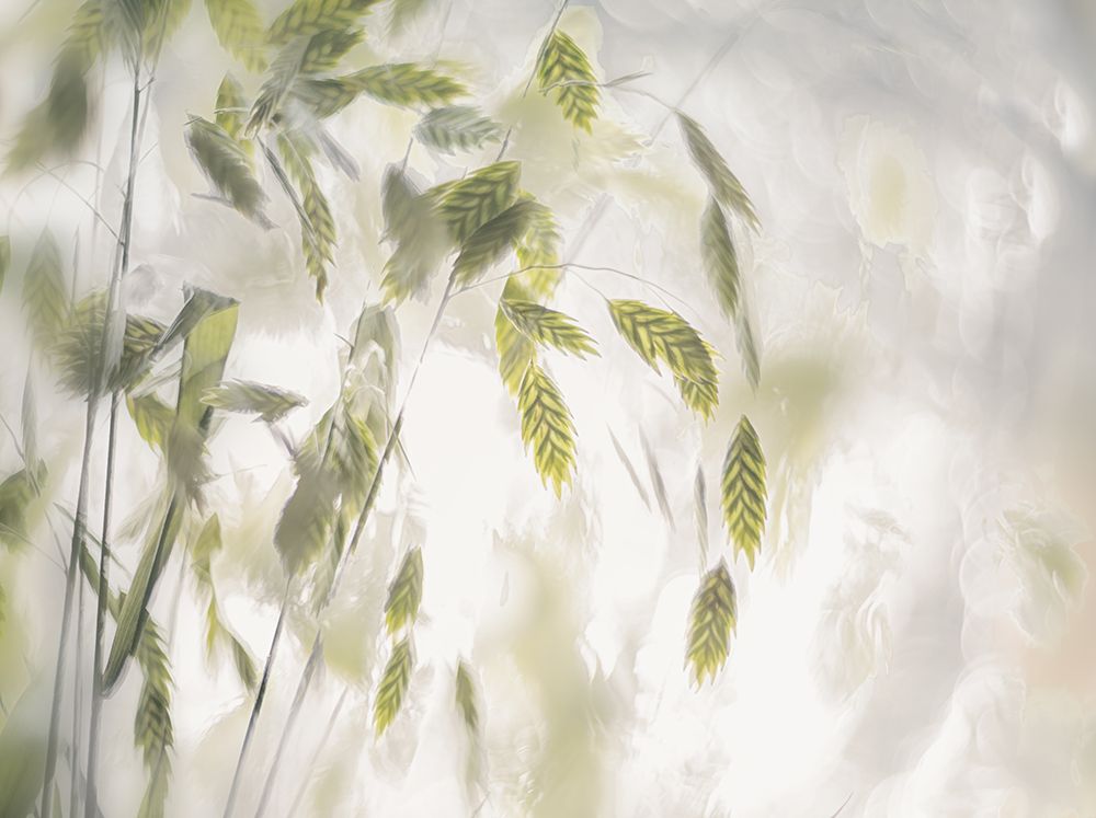 Grass Blades art print by Nel Talen for $57.95 CAD