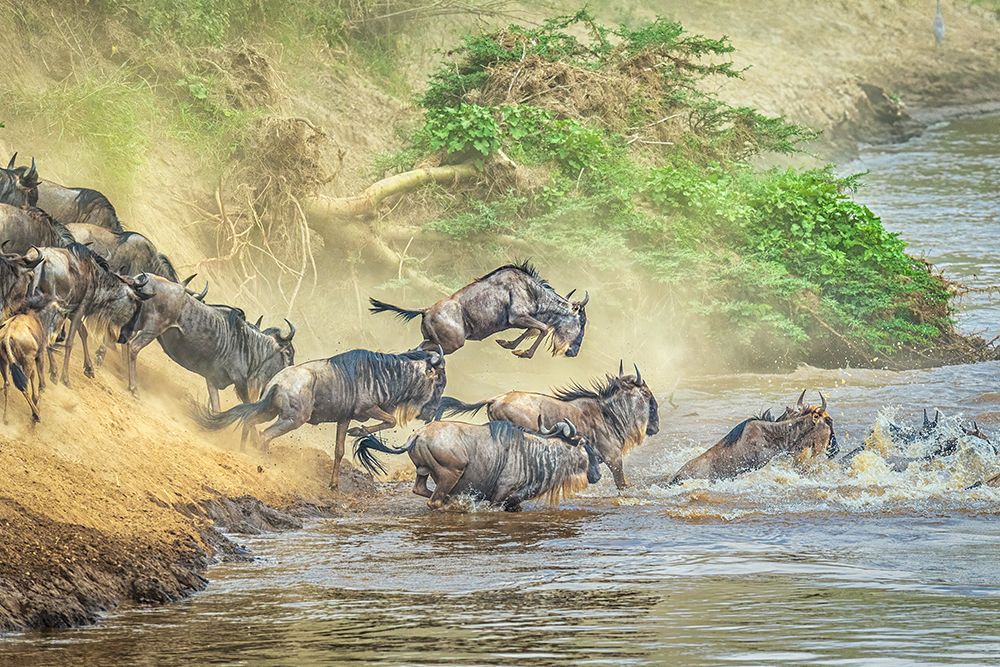 The leap for life art print by Jeffrey C. Sink for $57.95 CAD