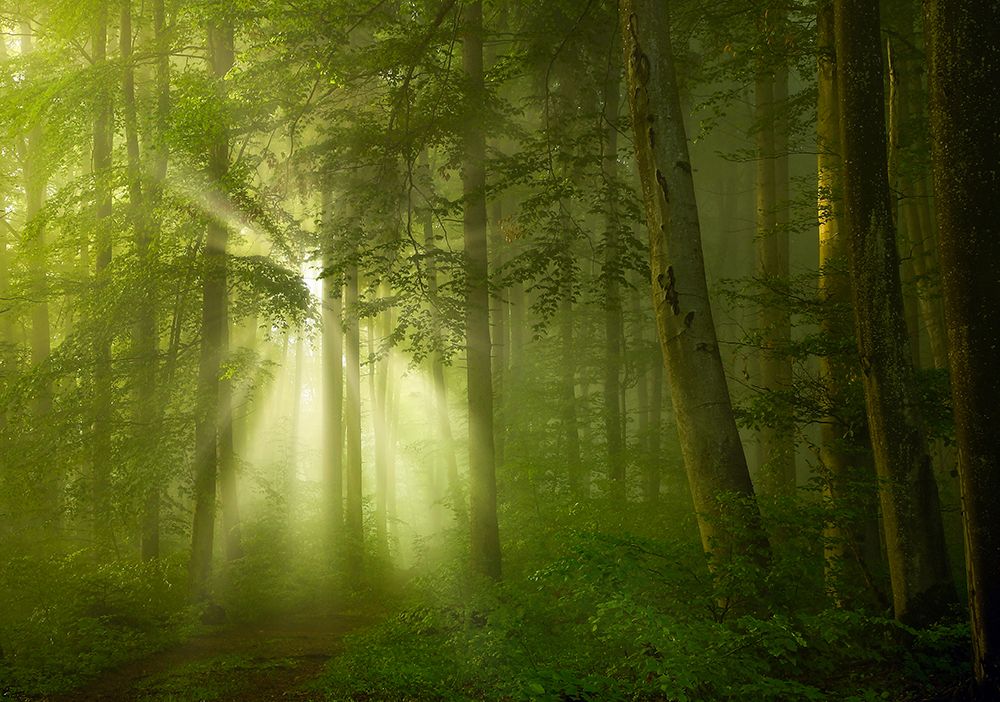 Green art print by Norbert Maier for $57.95 CAD