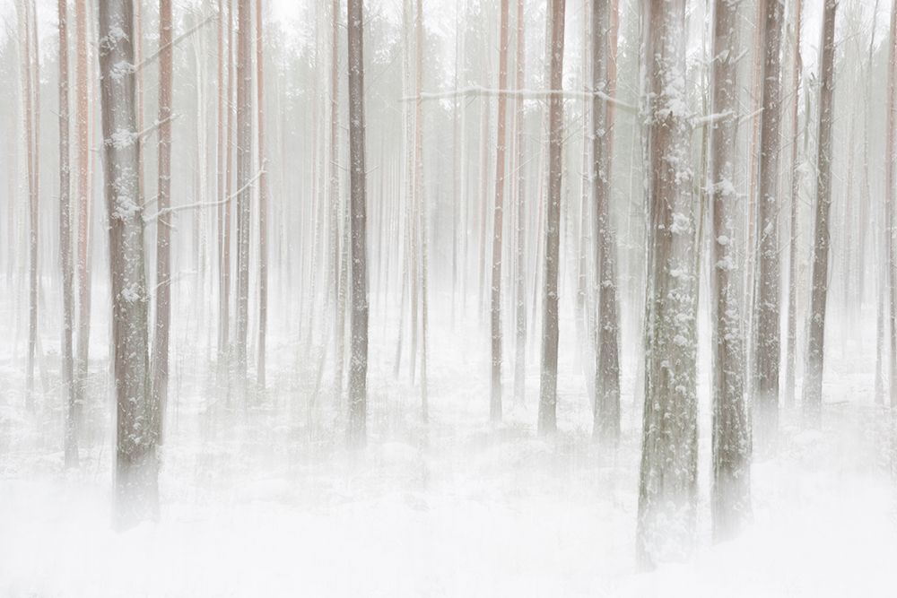 Winterforest In Sweden art print by Christian Lindsten for $57.95 CAD