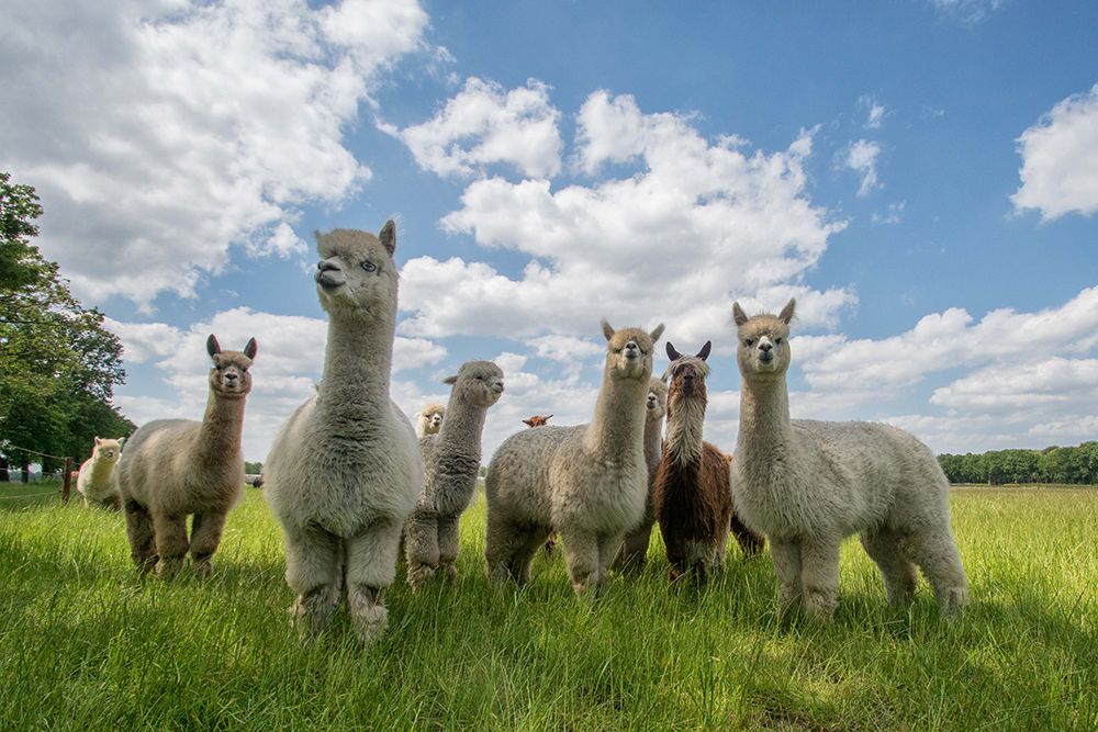 Send In The Alpacas! art print by Gert Van Den for $57.95 CAD