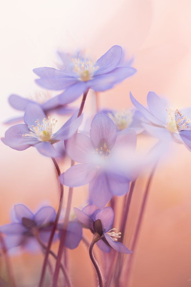 Spring Symphony art print by Petra Dvorak for $57.95 CAD