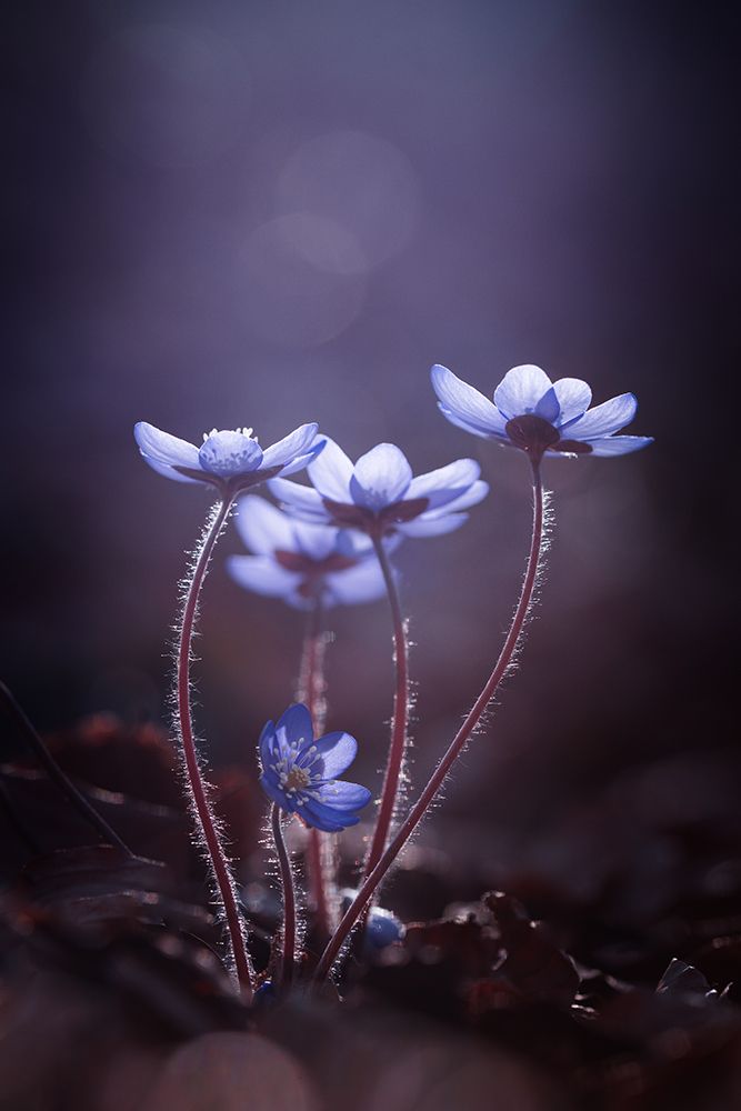 Some Light For Dark Days art print by Petra Dvorak for $57.95 CAD