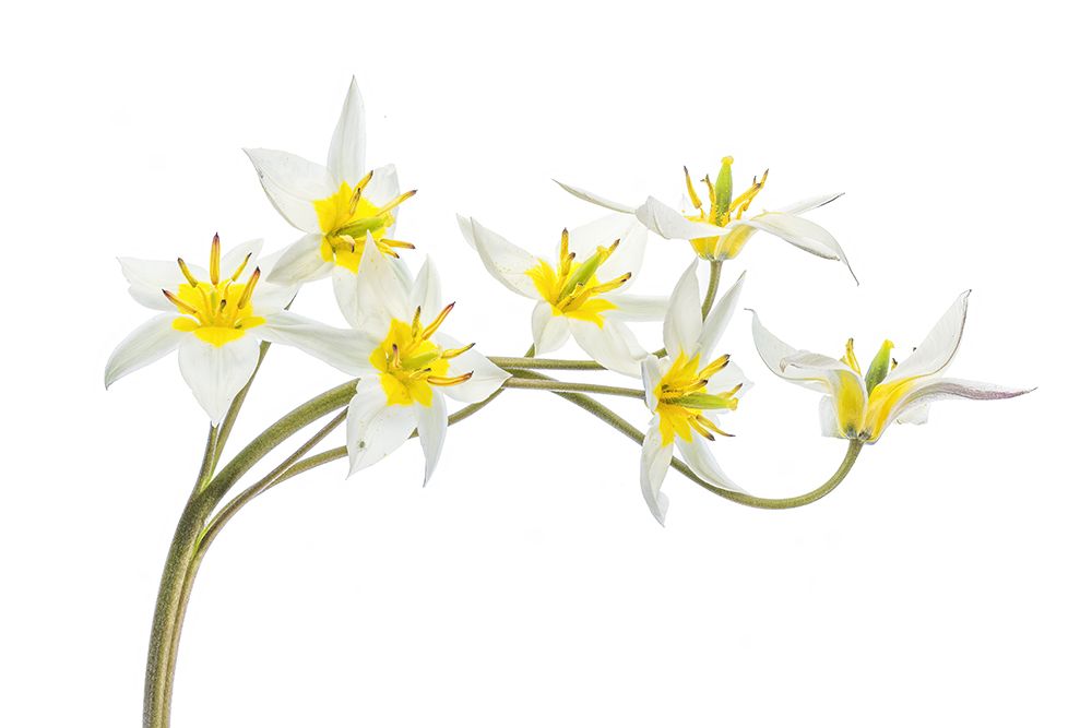 Tulipa Tarda art print by Mandy Disher for $57.95 CAD