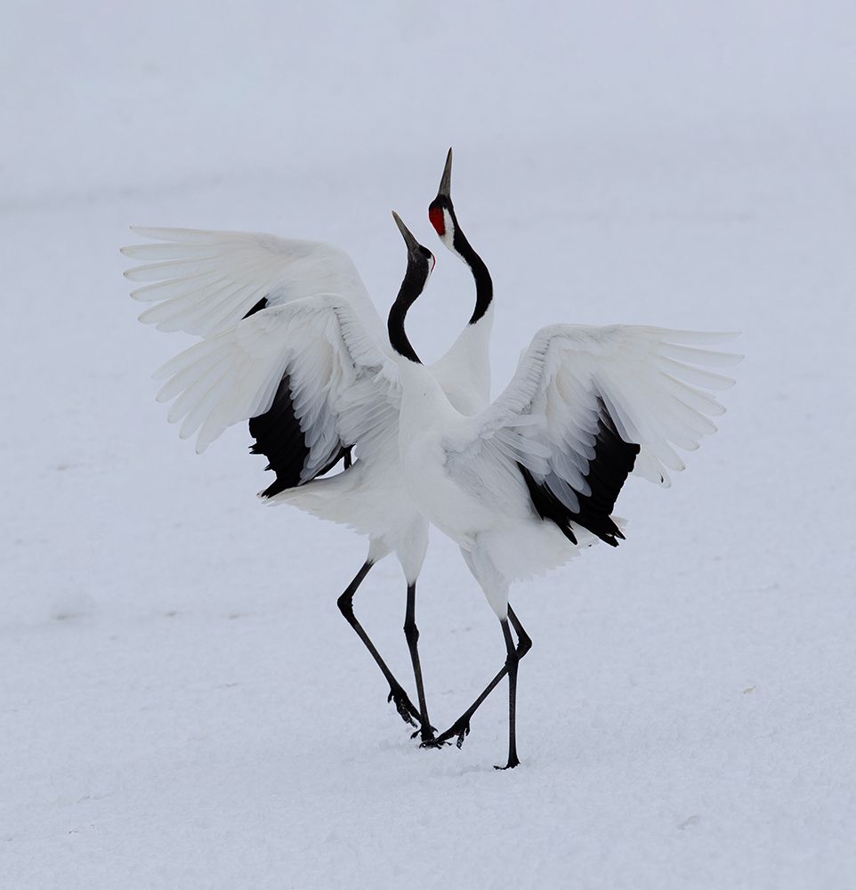 Dancing in the snow. art print by Cheng Chang for $57.95 CAD