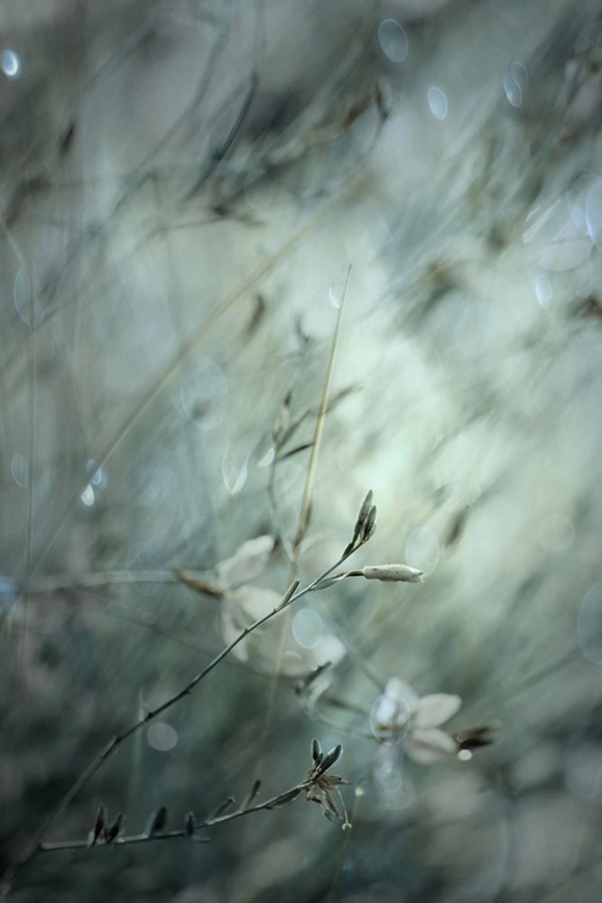 Subtlety art print by Delphine Devos for $57.95 CAD