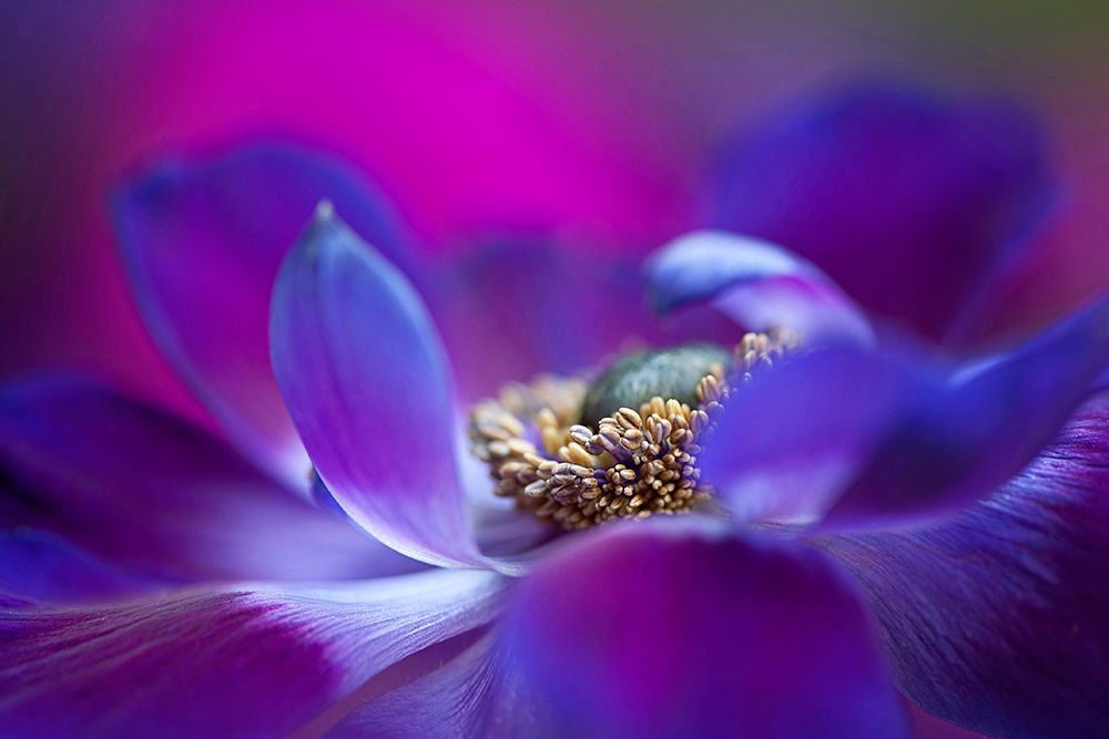 Windflower art print by Jacky Parker for $57.95 CAD