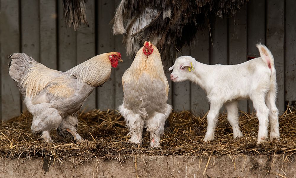 Four Animals, 3 Different Breeds. art print by Gert van den for $57.95 CAD