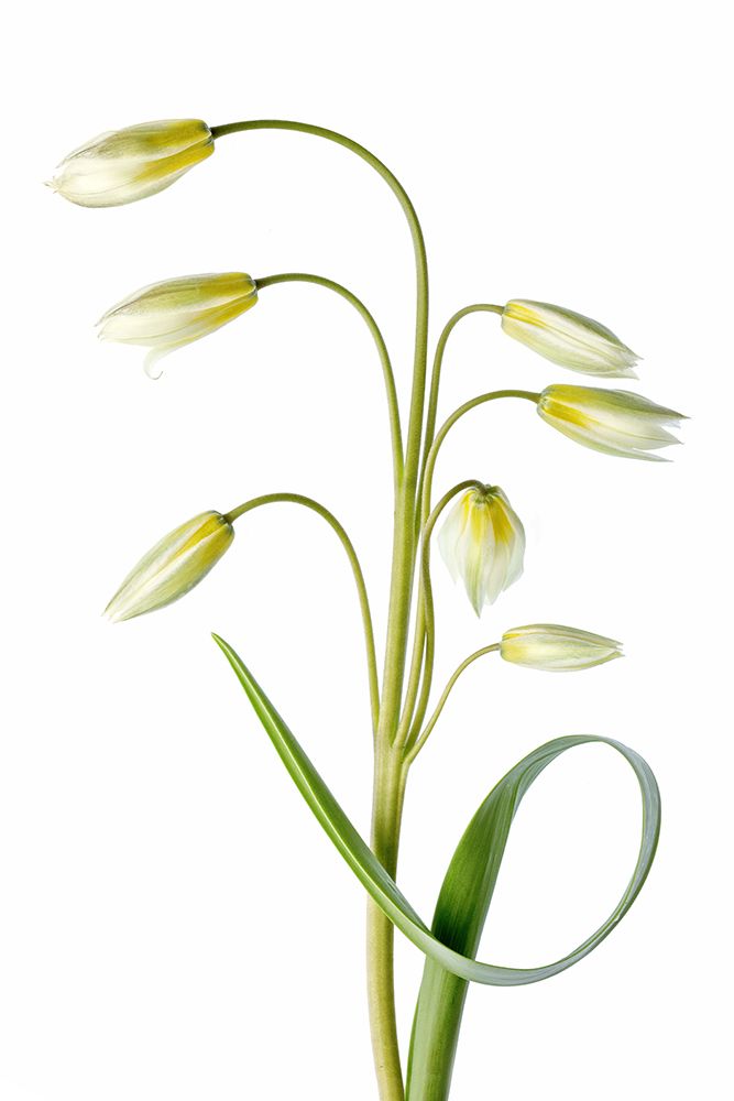 Tulipa Tarda art print by Mandy Disher for $57.95 CAD