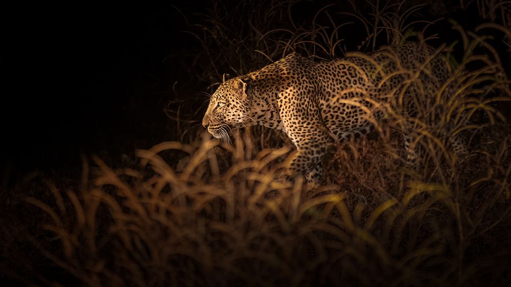 Ambush art print by Richard Liu for $57.95 CAD