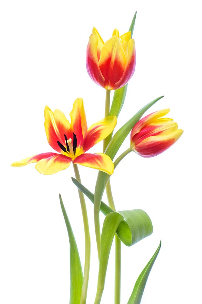 Spring art print by Jacky Parker for $57.95 CAD