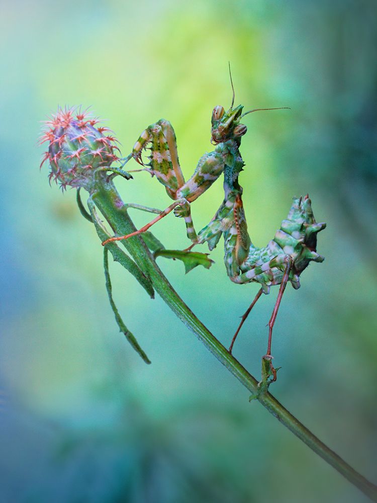 Nymph art print by Jimmy Hoffman for $57.95 CAD