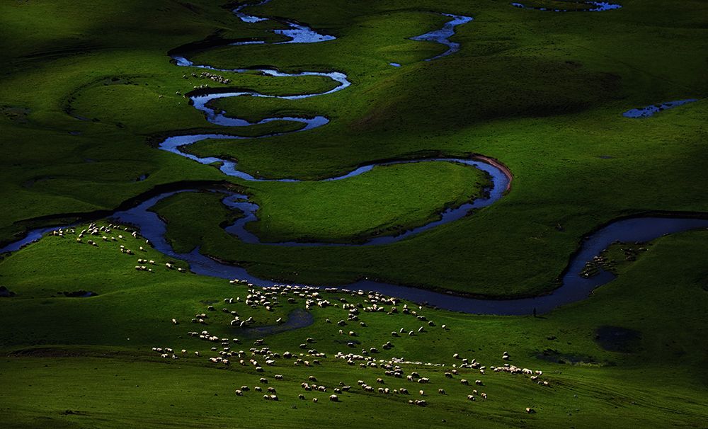 Herd and Light art print by Niyazi Gurgen for $57.95 CAD