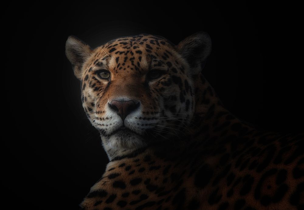 Jaguar art print by Kamera for $57.95 CAD