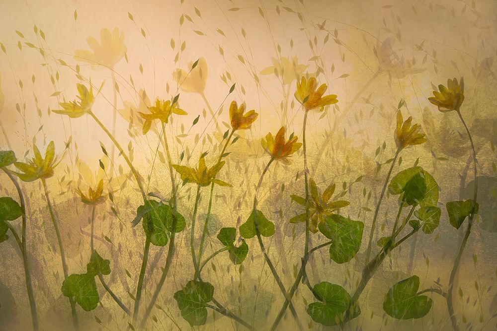 Sunny Flowers art print by Nel Talen for $57.95 CAD