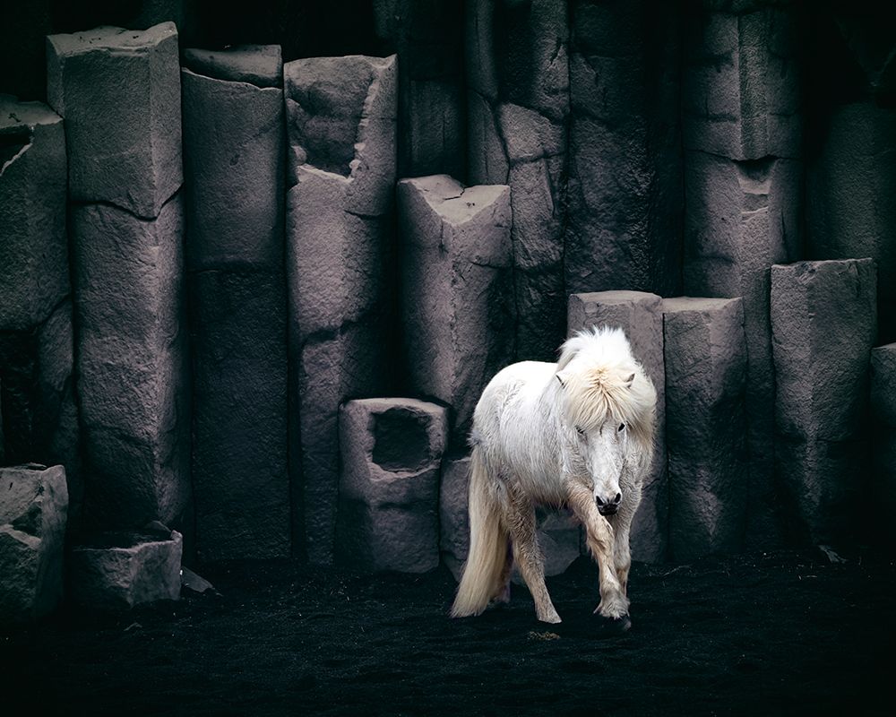 Icelandic Horse art print by Bragi Kort for $57.95 CAD