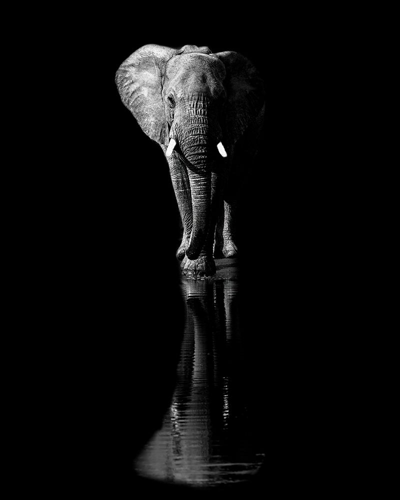 Elephant art print by Jie Fischer for $57.95 CAD