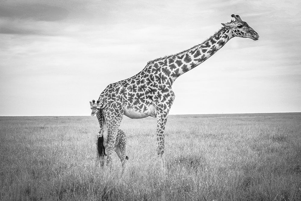 Innocence art print by Jeffrey C. Sink for $57.95 CAD