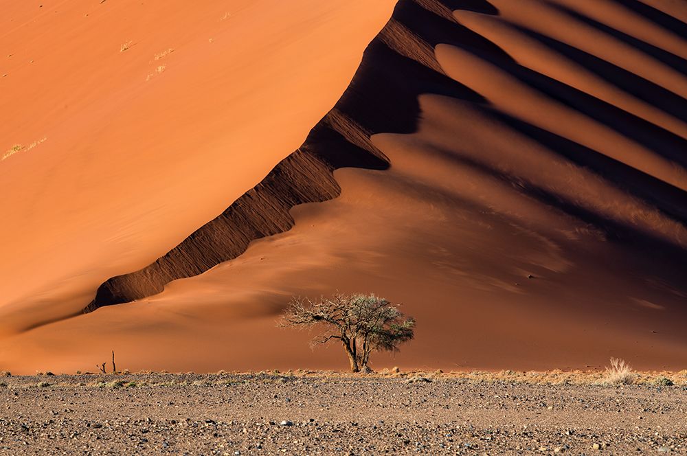 The Dune And The Tree art print by Luigi Ruoppolo for $57.95 CAD