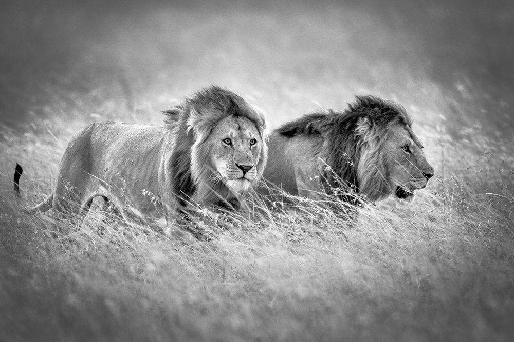 Emerging from the savanna #1 art print by Jeffrey C. Sink for $57.95 CAD