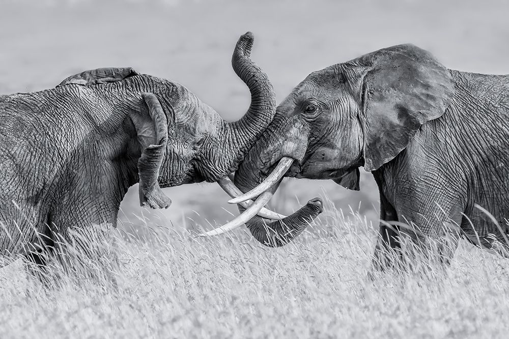 Elephant Qtai Chiq art print by Jun Zuo for $57.95 CAD