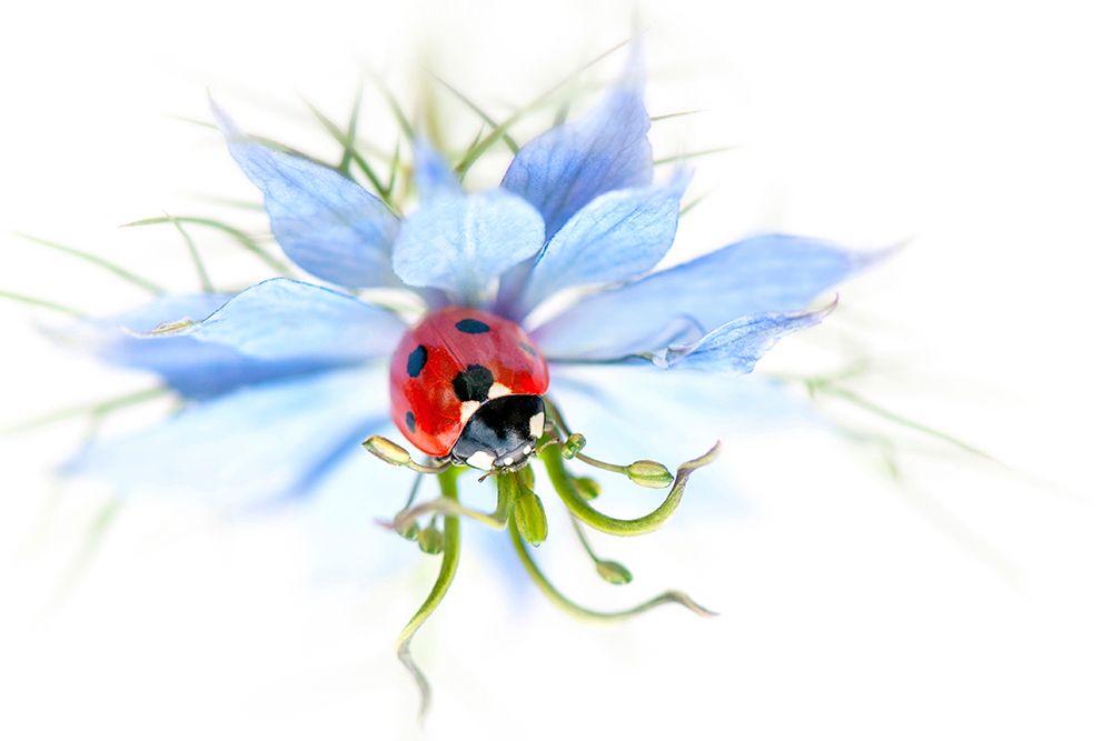 Lady in Blue art print by Jacky Parker for $57.95 CAD