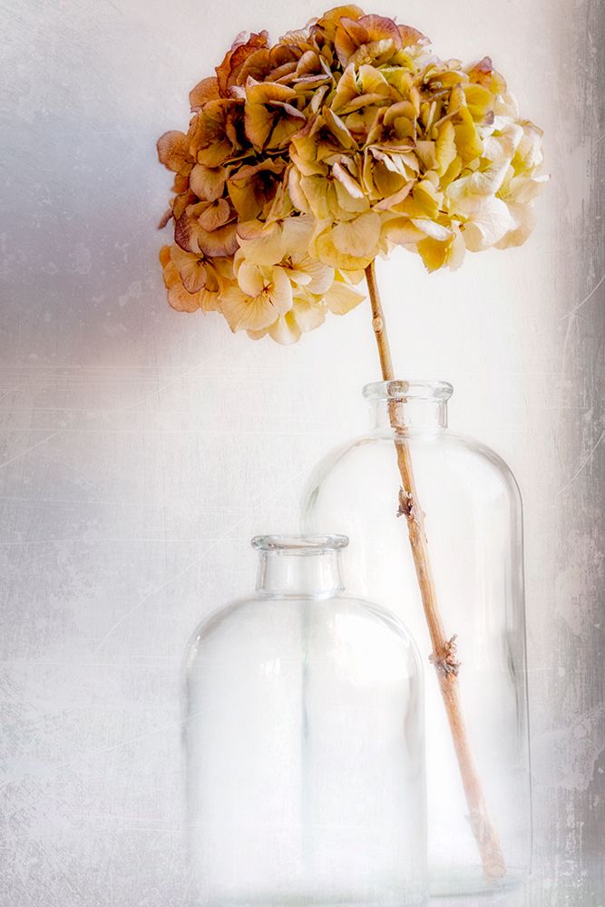 Hydrangea art print by Blaise Montfort for $57.95 CAD